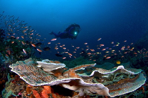 Marine life with diver by Iyad Suleyman 